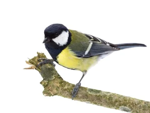 Perched great tit Stock Photos