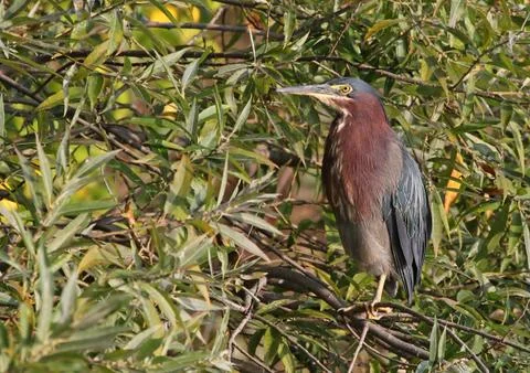 Perched Green Heron Stock Photos