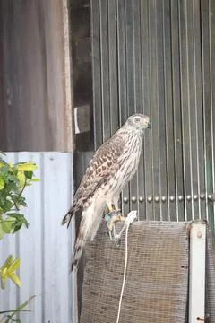 Perched Hawk in an Indoor Setting Stock Photos