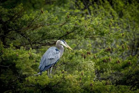 Perched heron in pine tree. Stock Photos
