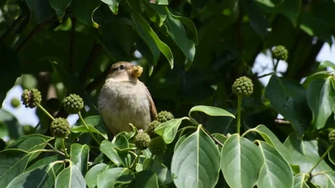 A Perched House Sparrow Stock Footage 136507935