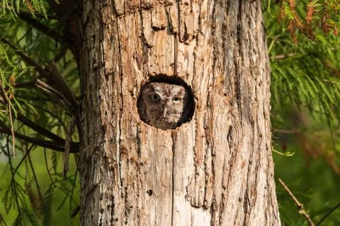Perched inside a pine tree, an Eastern screech owl Megascops asio peers out f Stock Photos