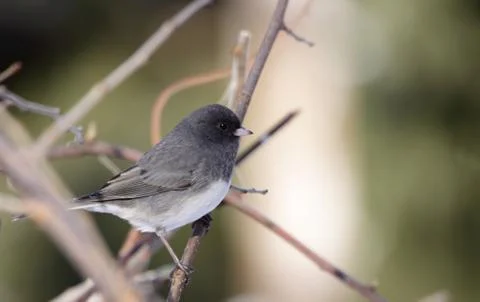 Perched Junco Stock Photos