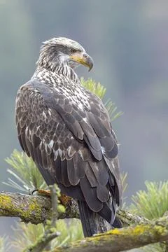 Perched juvenile bald eagle. Stock Photos