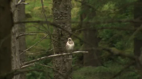 Perched Juvenile Buzzard Video stock 8908097