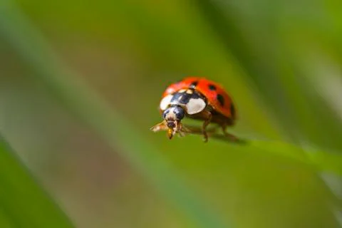 Perched ladybird Stock Photos
