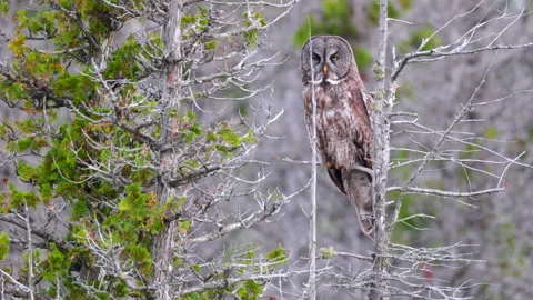 Perched large head Great Grey Owl Strix raptor bird slowly visually hunting in 스톡 동영상 346019538