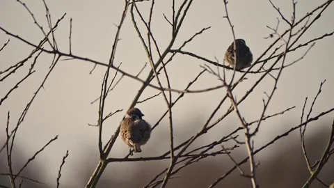 Perched on leafless branches, sparrows flutter their wings under a glowing .. Video stock 300957586