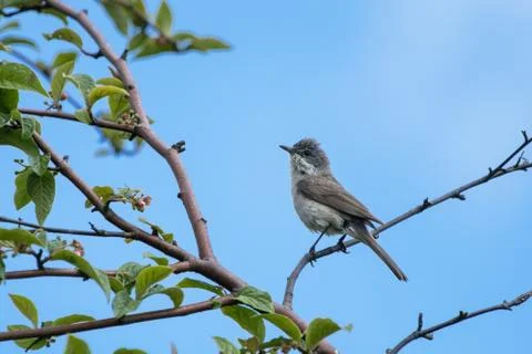 Perched lesser whitethroat Stock Photos