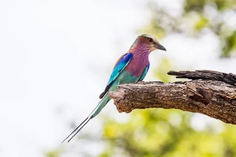 Perched lilac breasted roller Stock Photos