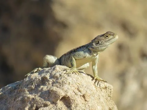 Perched Lizard Stock Photos