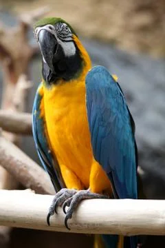 Perched Macaw Stock Photos