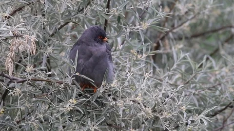 Perched male red-footed falcon (Falco vespertinus) Stock Footage 114289953
