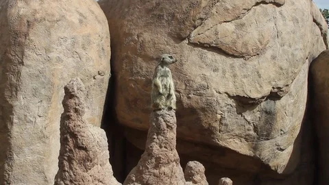 Perched Meercat at zoo Vídeo Stock 73503590