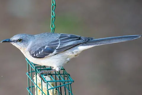 Perched Mockingbird Foto stock
