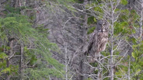 Perched move head fly away Great Grey Owl Strix raptor bird visually hunting in 스톡 동영상 346020151