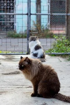 Perched Munchkin cat on concrete floor 스톡 사진