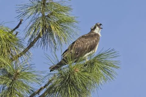 A perched osprey is calling out. Stock Photos
