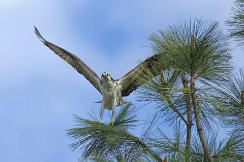 Perched Osprey with wings spread. Stock Photos