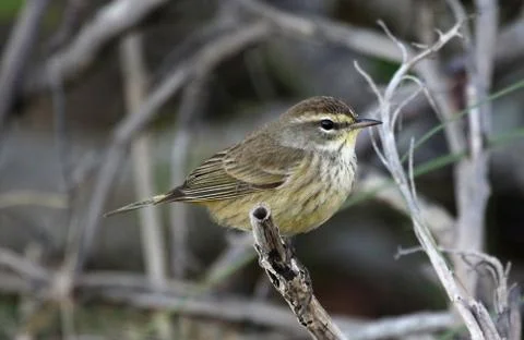 Perched Palm Warbler Stock Photos
