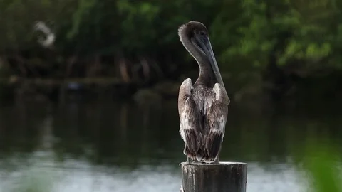 Perched Pelican Stock Footage 95652640