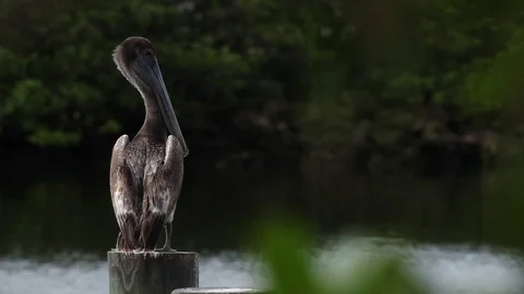 Perched Pelican Stock Footage 95652641