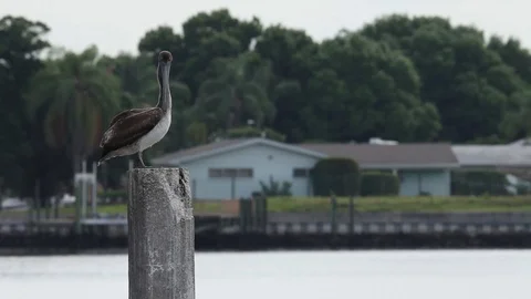 Perched Pelican Stock Footage 95652666