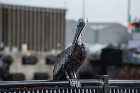 Perched Pelican Stock Photos