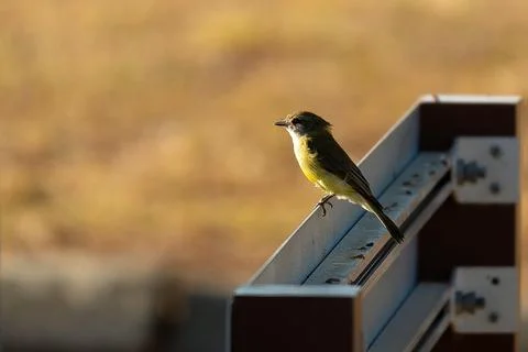 Perched Phoebe Stock Photos