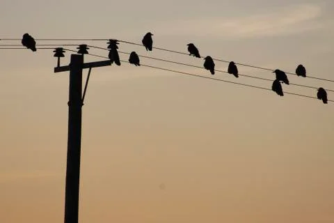PERCHED Stock Photos