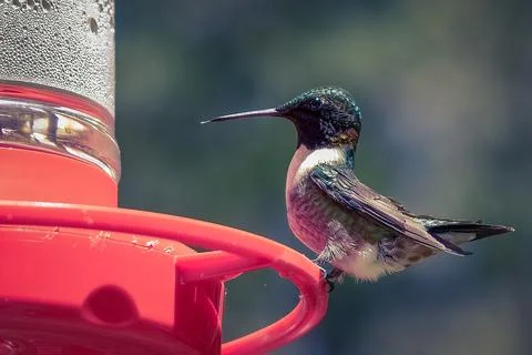 Perched Stock Photos
