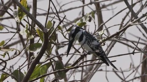 Perched Pied Kingfisher Scouting for Fish Stock Footage 344296371