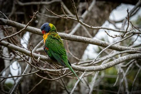 Perched Rainbow Lorikeet Stock Photos