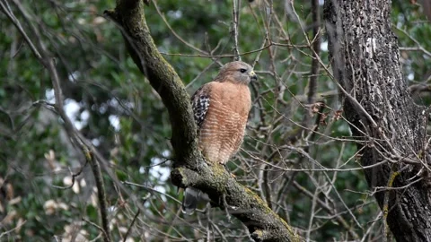 Perched Red Shouldered Hawk Stock Footage 132007457