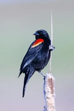 Perched red winged blackbird. Stock Photos