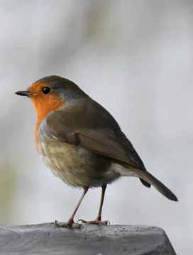 Perched Robin Bird 写真素材