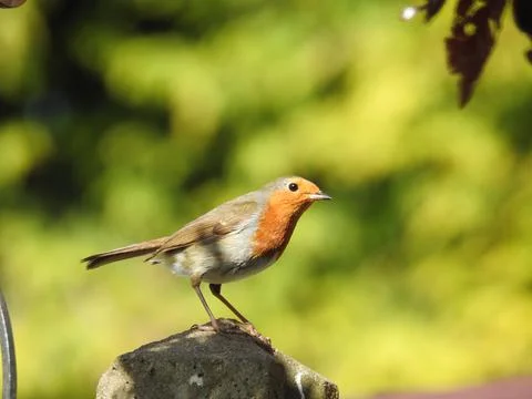 Perched robin Stock Photos
