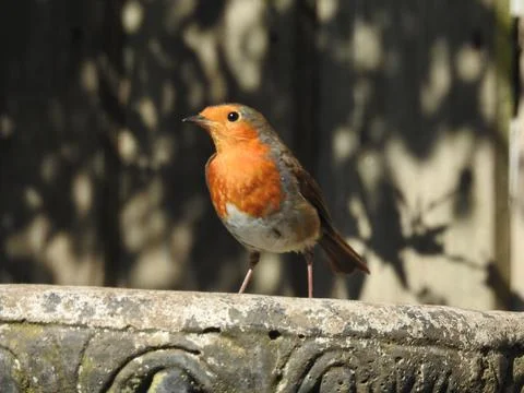 Perched robin Stock Photos