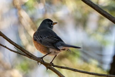 Perched Robin Stock Photos