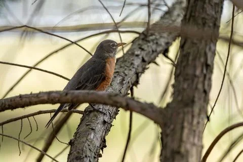 Perched Robin Stock Photos