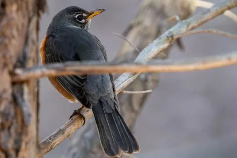 Perched Robin Fotos Stock
