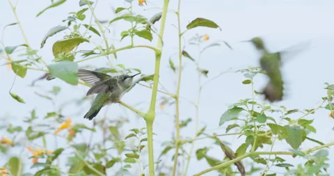 Perched Ruby-Throated Hummingbird Chased Off by Second Hummingbird, 4K Vídeo Stock 160622871