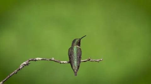 Perched Ruby-Throated Hummingbird Flight Stock Footage 196763733