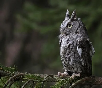 Perched Screech Owl Stock Photos