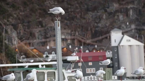 Perched Seagul Vidéo 79992832