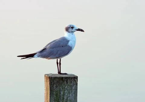 Perched Seagull Stock Photos