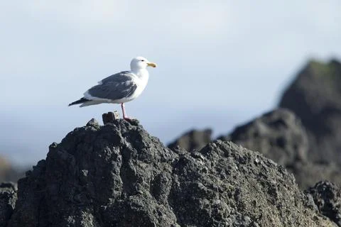 Perched seagull. Stock Photos