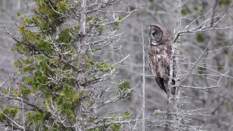 Perched searching Great Grey Owl Strix raptor bird slowly visually hunting in 스톡 동영상 346019699