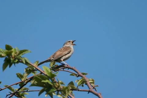 Perched singing dunnock Stock Photos