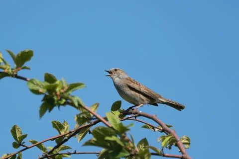 Perched singing dunnock Stock Photos